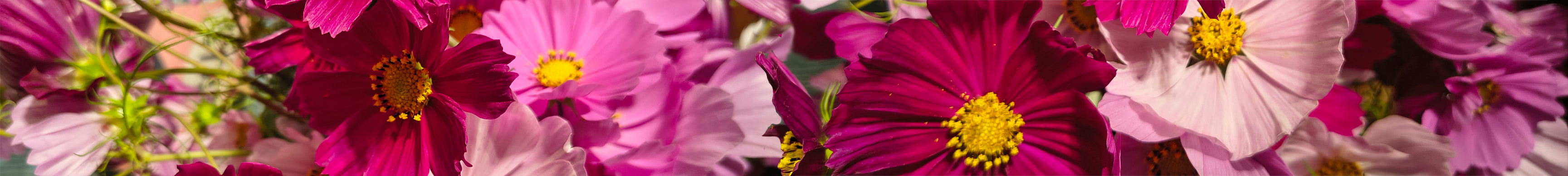 Florales Blumenhintergrund